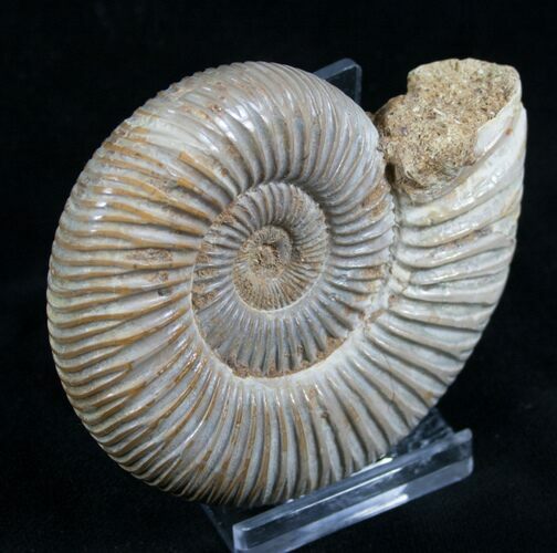 Perisphinctes Ammonite - Jurassic #7377